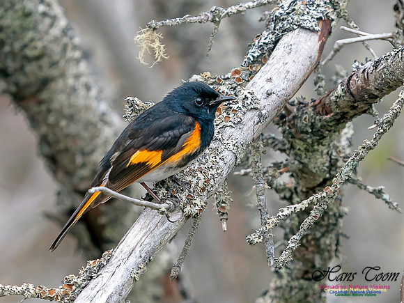 American Redstart 10