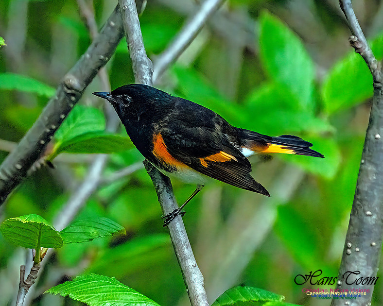 American Redstart 105