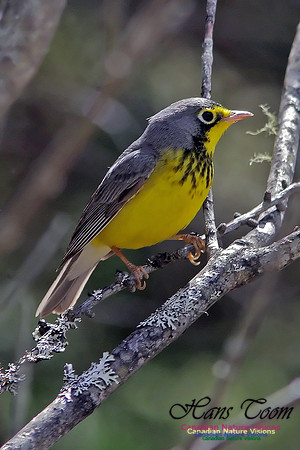 Canada Warbler