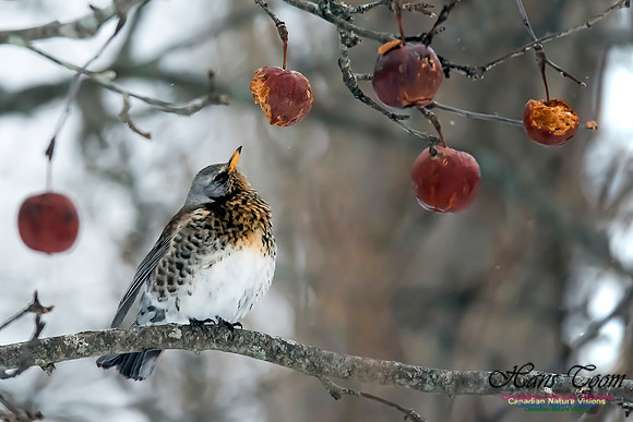 Fieldfare