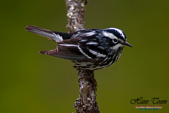 Black-and-White Warbler