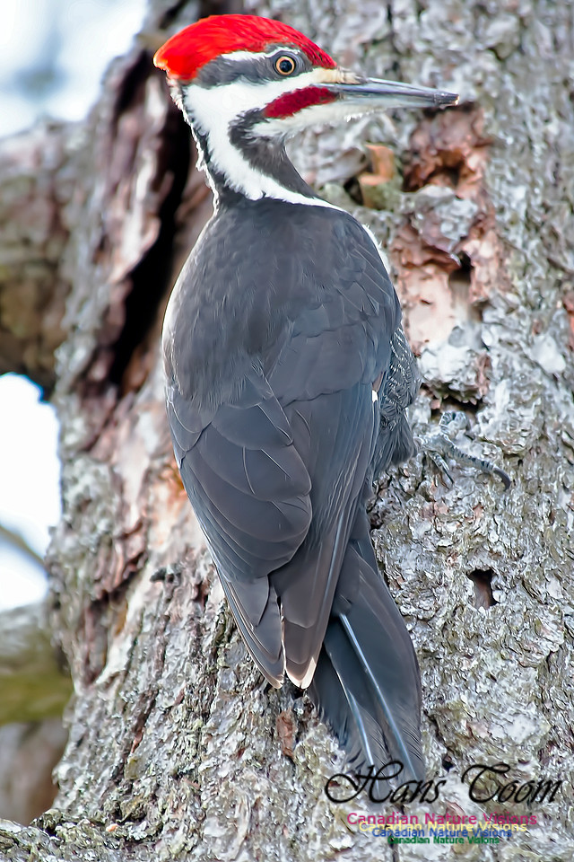 Pileated Woodpecker