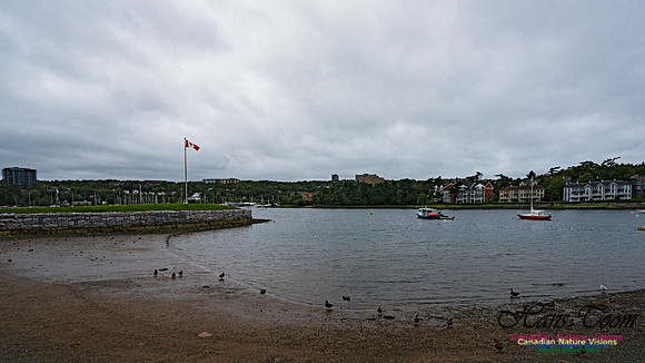 Head of Northwest Arm 100