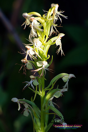 Ragged Fringed Orchid