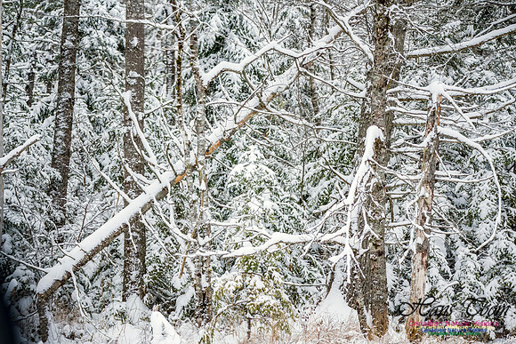 December Snow Scenes in Nova Scotia 123