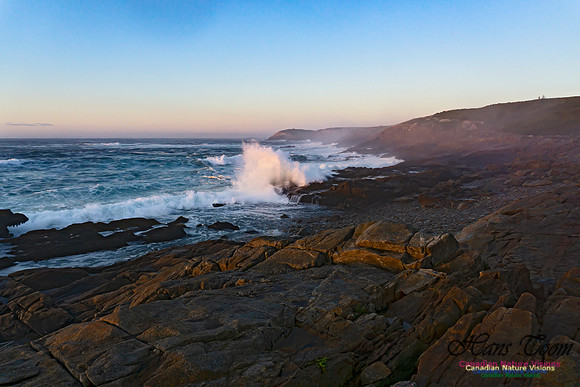 Early Morning on the Coastal Barrens 108