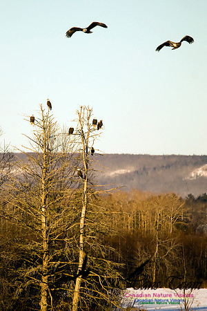 Bald Eagle