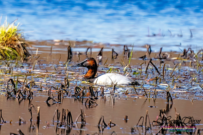 Canvasback 110