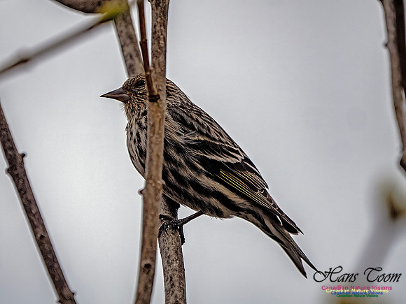 Pine Siskin 102
