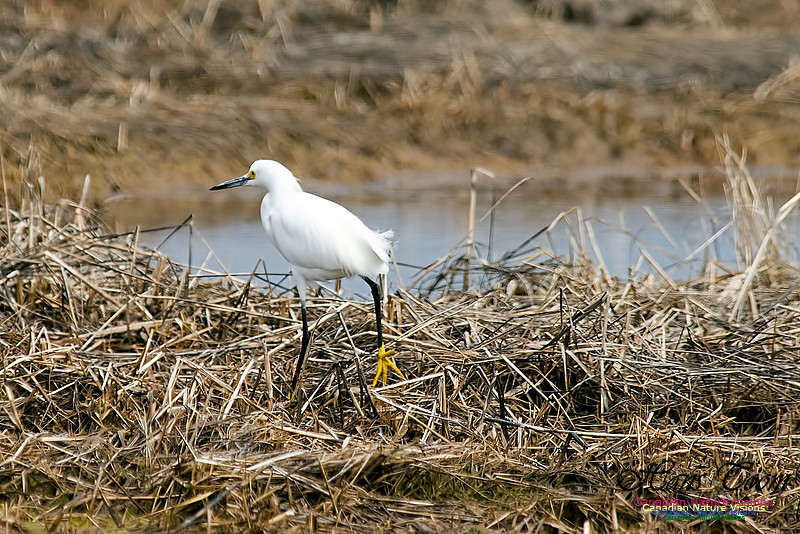 Snowy Egret
