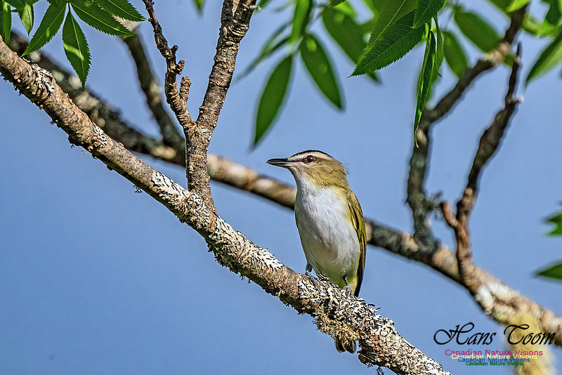 Red-eyed Vireo 100