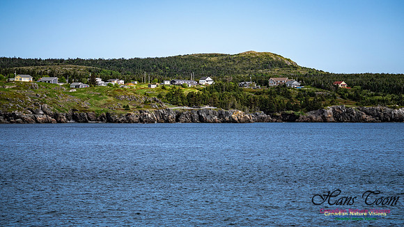 Elliston and Atlantic Puffins 102
