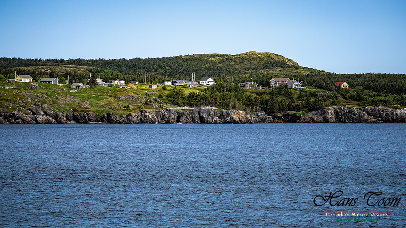 Elliston and Atlantic Puffins 102