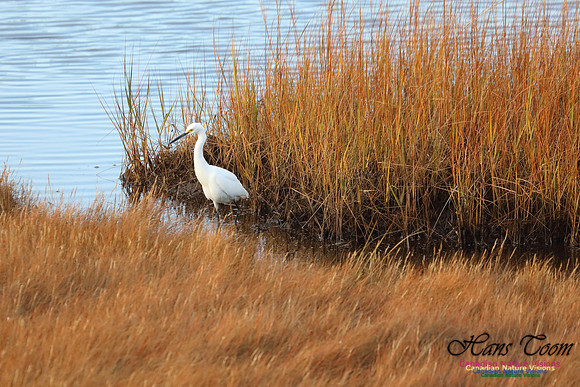 Snowy Egret 1000