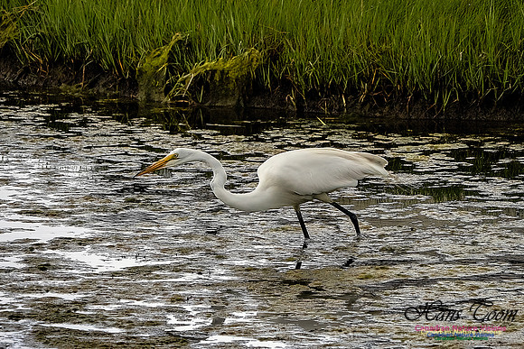 Great Egret 409