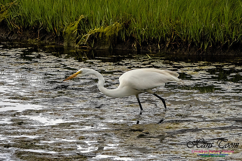 Great Egret 409
