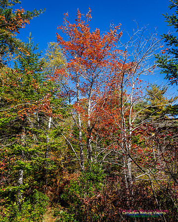 Woodland Stroll 133