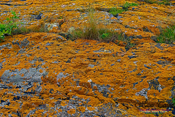 Shoreline Rocks 100