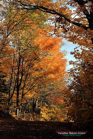 Maple Forest Fall Colours 2016