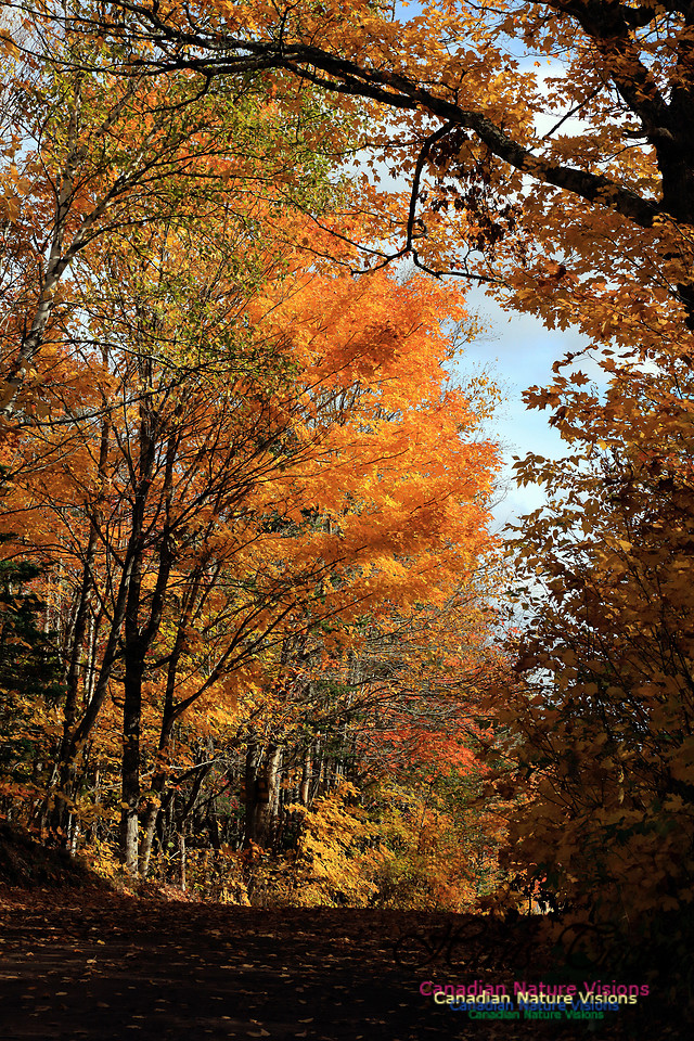 Maple Forest Fall Colours 2016