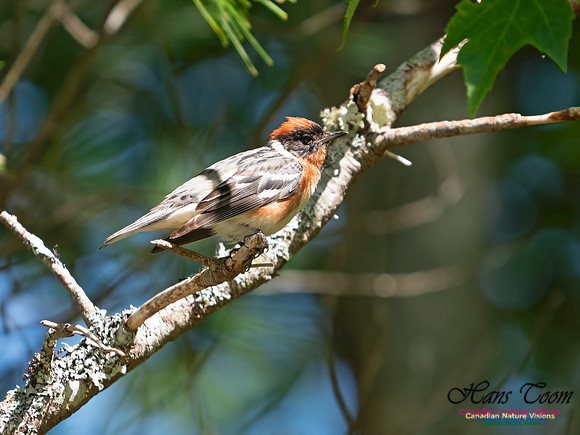 Bay-breasted Warbler 7
