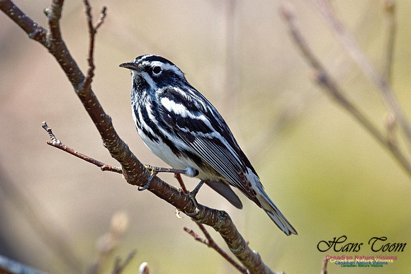 Black-and-White Warbler 3