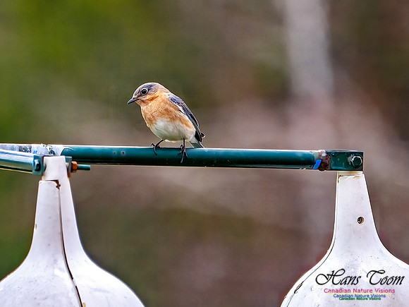 Eastern Bluebird 704