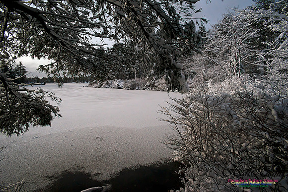 Bell Park in Winter