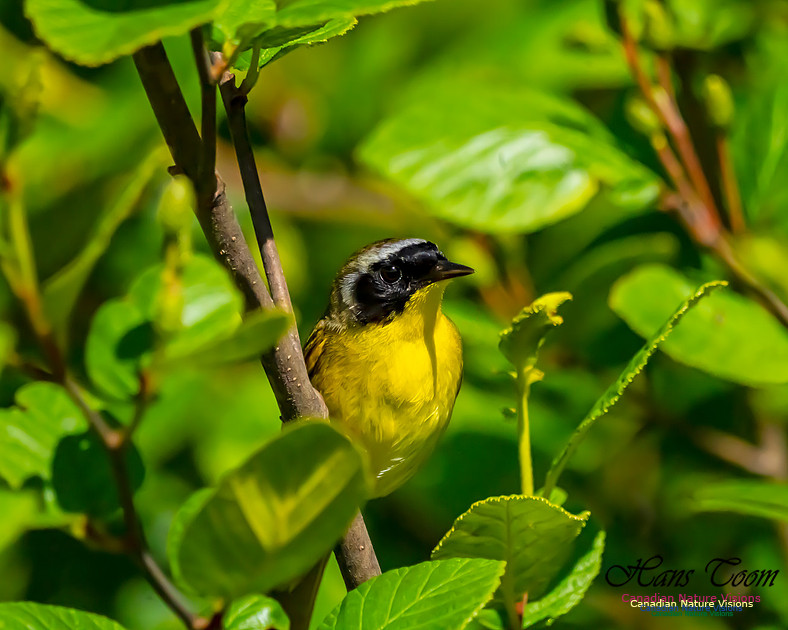 Common Yellowthroat 301