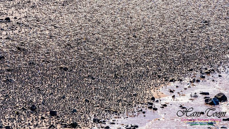 Peeps Evangeline Beach 2024 915