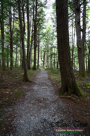 Woodland Walk Along Mersey River 107