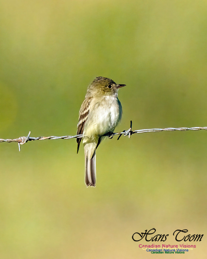 Alder Flycatcher 100