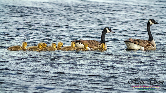 Canada Goose 100