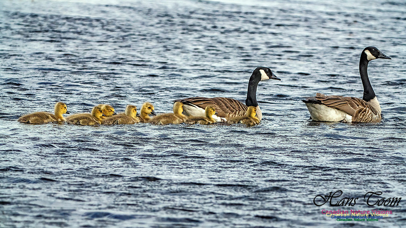 Canada Goose 100