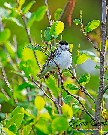 Blackpoll Warbler 110