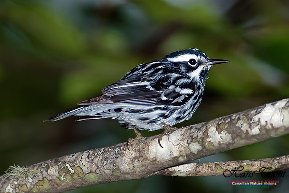 Black-and-White Warbler