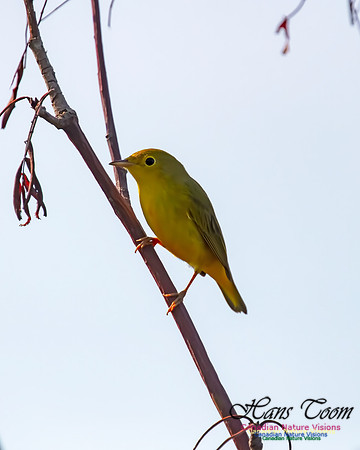 Yellow Warbler 200