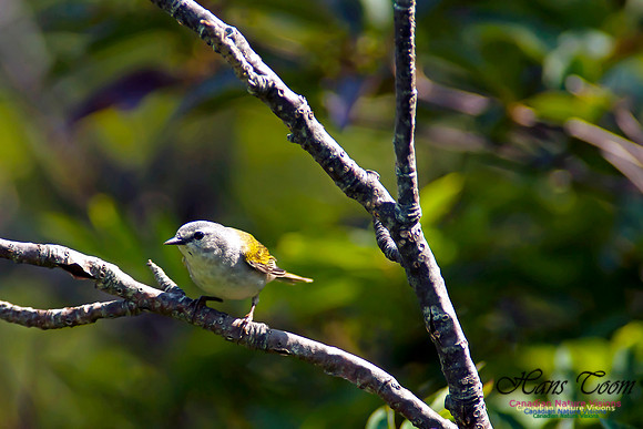 Tennessee Warbler