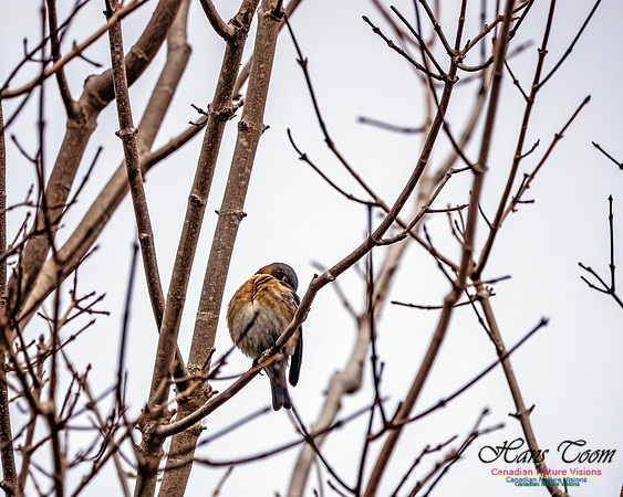 Eastern Bluebird 806