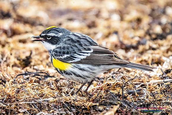 Yellow-rumped Warbler 354