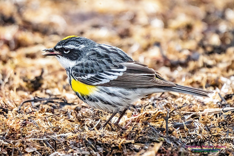Yellow-rumped Warbler 354