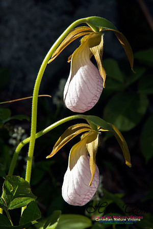 Pink Ladys Slipper Orchid