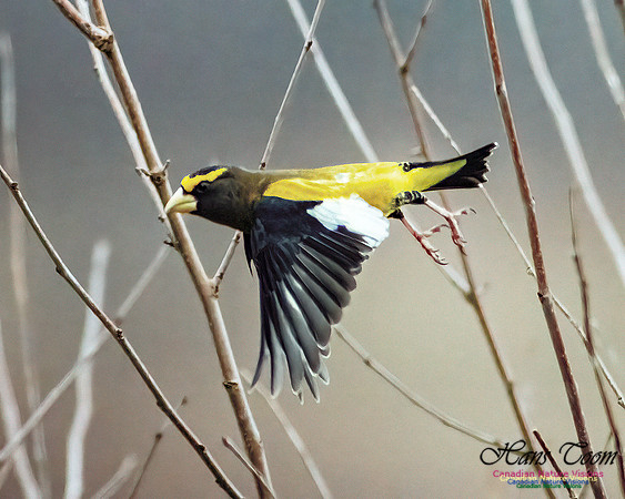 Evening Grosbeak 111