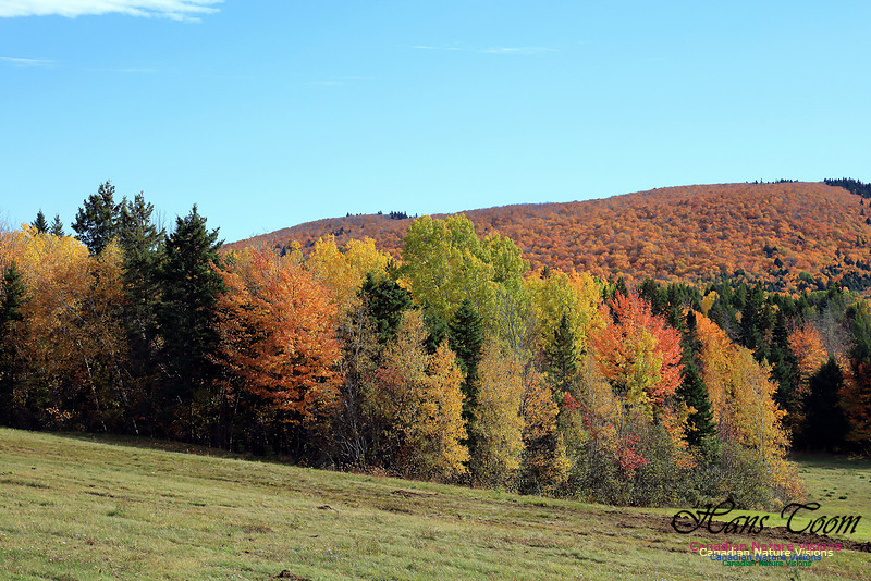 Maple Forest Fall Colours 2016