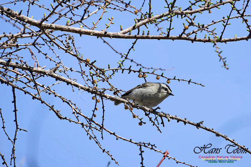 Golden-crowned Kinglet 100