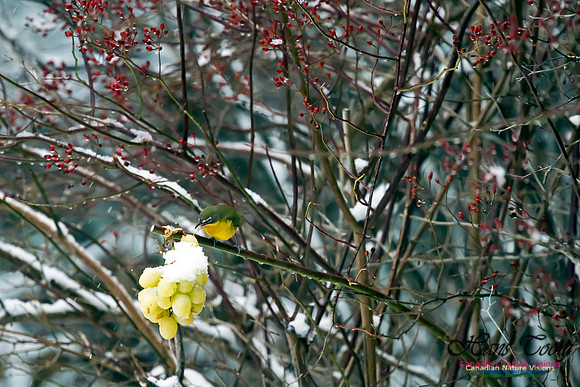 Yellow-breasted Chat