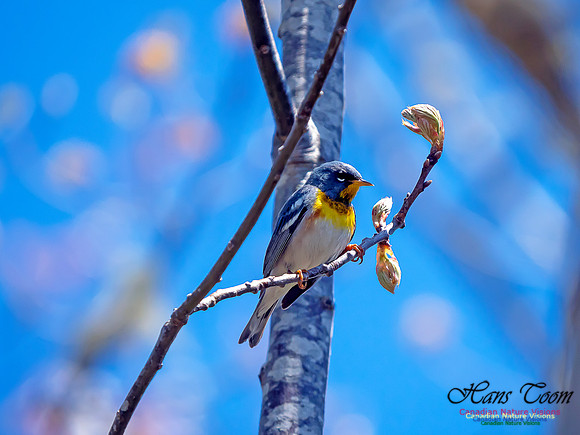 Northern Parula 1