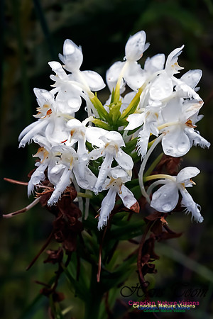White Fringed Orchid
