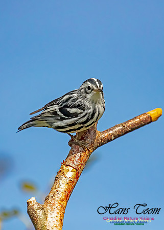 Black-and-White Warbler 200