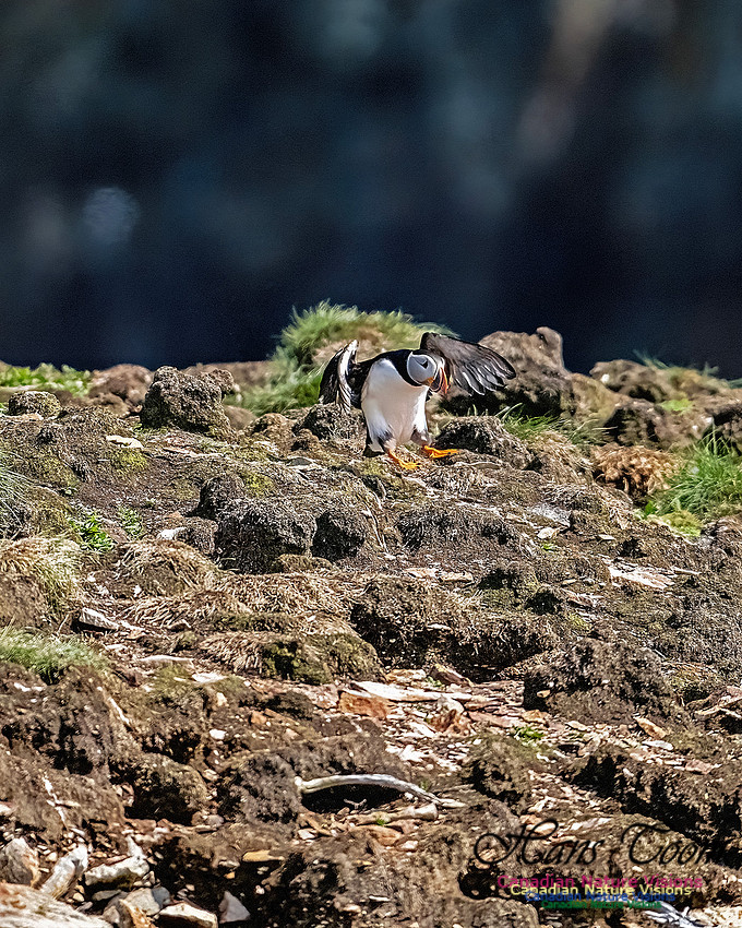 Elliston and Atlantic Puffins 126